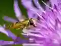 Игра Insect Jigsaw онлајн