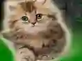 Couple Kitten Escape — free online game