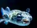 Puffer Fish Jigsaw — free online game