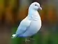 Realistic Pigeon Rescue — free online game