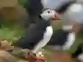 Puffin Bird Jigsaw – tasuta veebimäng