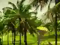 Escape From Coconut Land — free online game