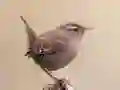 BirdLingo — free online game
