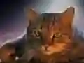 Pet Jigsaw — free online game