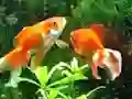 Blue Fish Escape — free online game