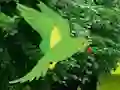 Parrot Find The Nest — free online game