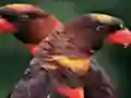Orange Parrot Jigsaw — free online game