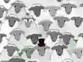 Daily Spot the Goat — free online game