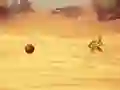 Monkey Shooting — free online game