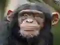 Chimpanzee Jigsaw — free online game