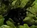 Escape from Black Panther Forest — free online game