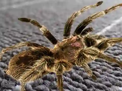 Real Spider Difference – kostenloses Online-Spiel