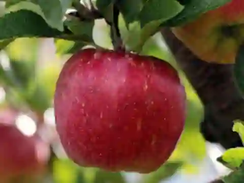 Гаме Ripe Red Apple on a Tree Jigsaw онлајн