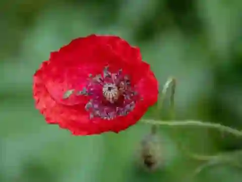 Poppy Nature Flower Jigsaw — free online game
