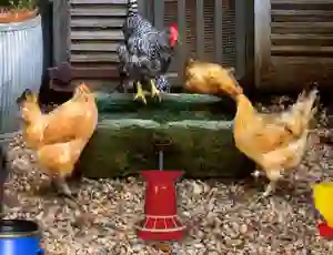 Poultry Farm Easter Escape — free online game