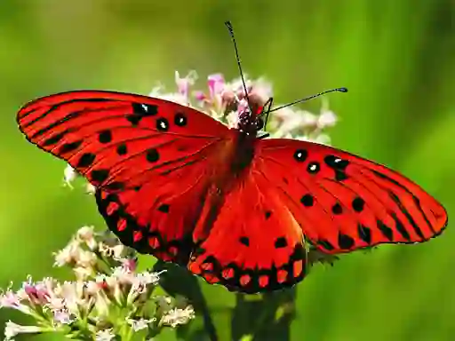 Nature Jigsaw Puzzle Butterfly — free online game