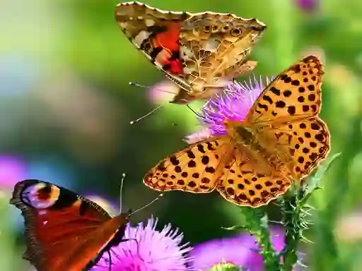 Butterfly Slide — free online game