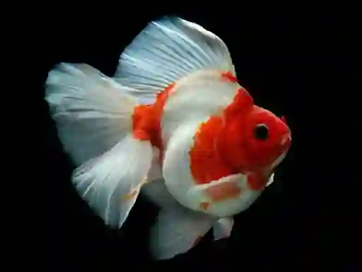 Gold Fish Jigsaw Puzzle — free online game