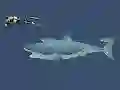 Mad Shark — free online game