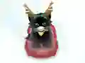 Pet Sledding — free online game
