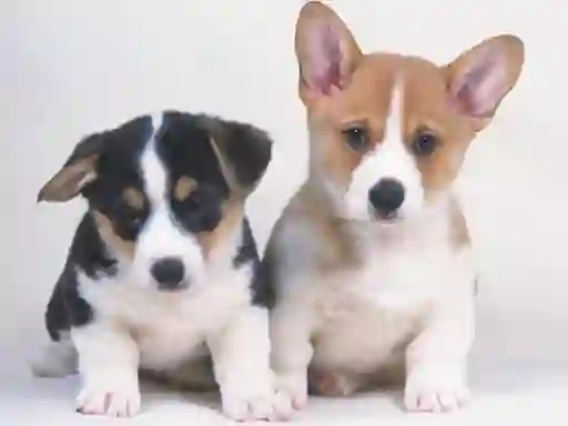 Cute Puppies Puzzle — free online game