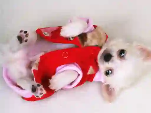 Lovely Puppy Slide — free online game