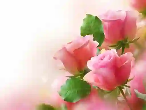 Pink Roses — free online game