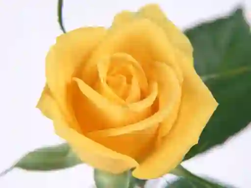 Yellow Roses — free online game