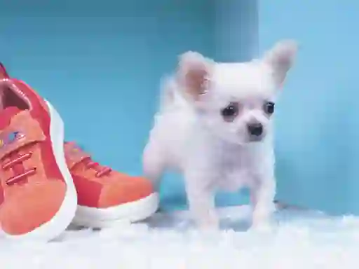 Lovely Puppy Puzzle — free online game