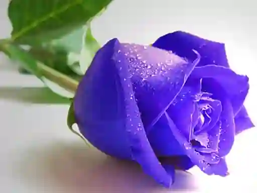 Blue Roses — free online game