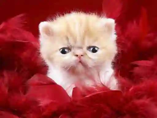 Trò chơi Funny Kitty trực tuyến