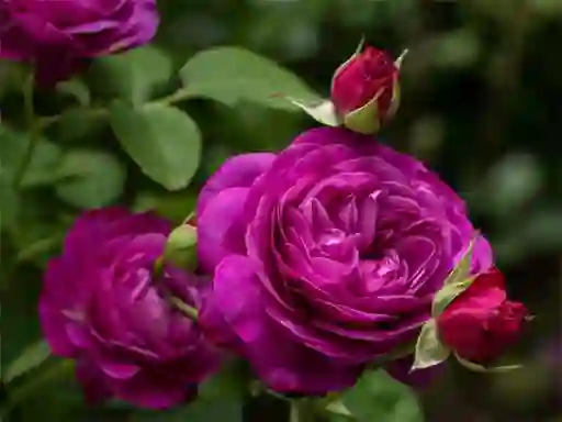 Purple Roses — free online game