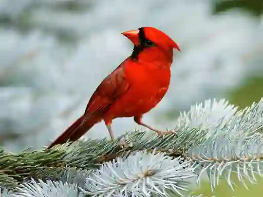 Birds Puzzle — free online game