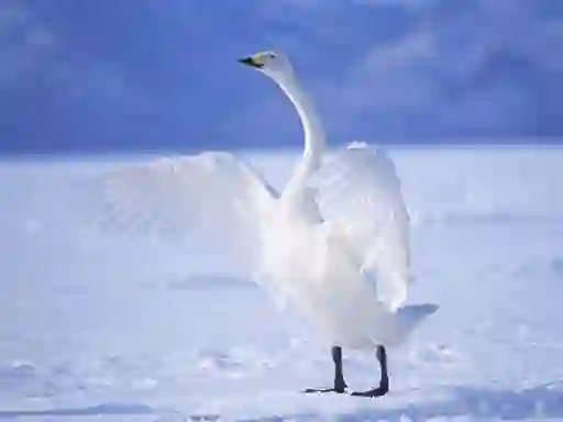 Graceful Swans — free online game