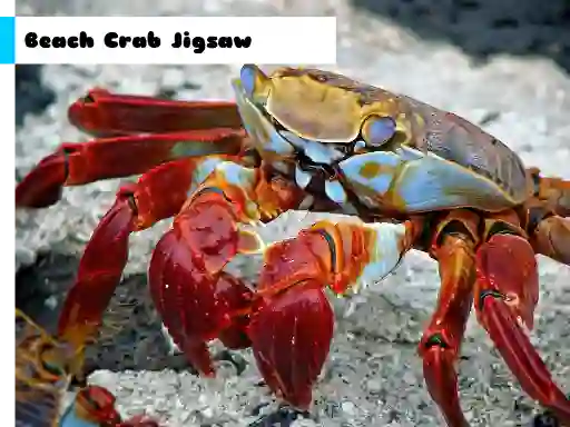 Logħba Beach Crab Jigsaw onlajn
