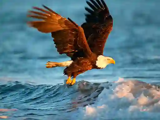 Animals Jigsaw Puzzle Eagle — free online game