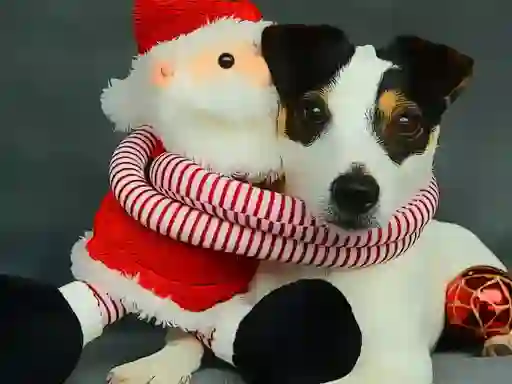 Funny Christmas Dogs — free online game