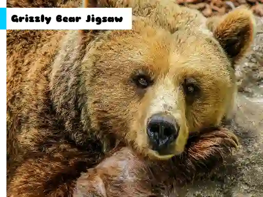Peli Grizzly Bear Jigsaw verkossa