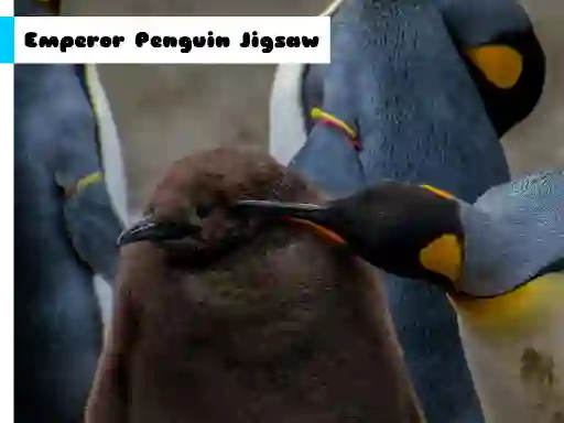 Trò chơi Emperor Penguin Jigsaw trực tuyến
