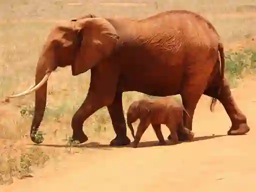 Animals Jigsaw Puzzle - Elephants — free online game