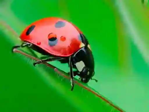 Ladybug Match3 — free online game