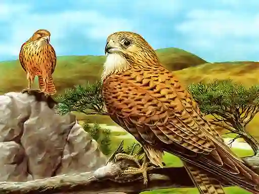 Birds of Prey Slide — free online game