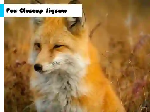Fox Closeup Jigsaw เกมออนไลน์