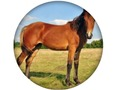 Animal Quiz 
