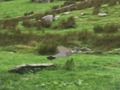 Pigeons Hunting 
