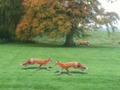 Hunted Fox 