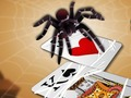 Jumping Spider 