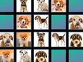 Animal memory 