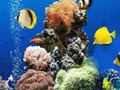 Sea Underwater Difference