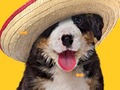 Funny Dog: Hidden Bones 